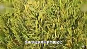 侮辱袁隆平院士网友登报致歉：以后绝不再犯