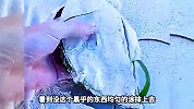 大海里捡的椰果，吃起来怎么样呢？