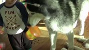 大咖笑料-20161206- 厉害了Word狗!主人的食物你也敢抢