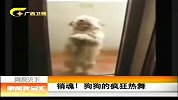 新闻夜总汇-20120410-销魂！狗狗的疯狂热舞