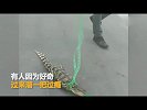 吓人! 男子街头淡定遛鳄鱼 吓得路人哇哇叫_超清