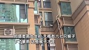 网友拍下多只猴子闯入小区，顺管道攀爬飞檐走壁：很多家窗户还敞开着