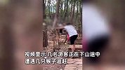 网传峨眉山游客下山时遇群猴攻击，尖叫躲避用树枝雨伞驱赶，景区回应