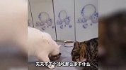 这羊的造型也是绝了 竟然还留斜刘海
