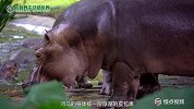 趣味动物系列：会“飞翔”的河马
