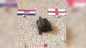 乌龟预测克罗地亚英格兰结果 格子军团怒斩三喵