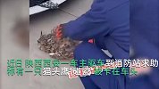 猫头鹰白天超低空飞行扎进车头被卡，消防员将其救出全程一脸懵