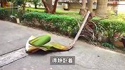 男子路边喝甜汤被“树叶”砸晕，致左肾挫伤+骨折住院静养，获赔2.2万