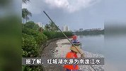 海口红城湖出现大量死鱼，密密麻麻铺满水面，官方：因盐度骤降致死