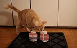 萌猫预测：Pick克罗地亚 或者是丹麦踢翻克罗地亚？