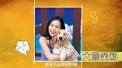 大咖笑料-20160820-  谁会赢！暖男金毛PK蠢萌二哈