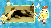 大咖笑料-20160505-  人类无法阻止瞌睡虫统治地球