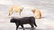 我还以为它是天庭舔面的呢