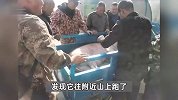 300多斤猪跳过1.5米高钢板门，失踪26天，失主：找回时还有280多斤！