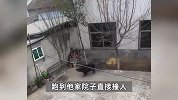 陕西一野猪入村撞倒撕咬女子，家属：医生称动脉破损、骨头被咬坏