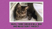 卫冕魔咒！猫猫预测德国队将输给瑞典两连败