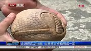 世界杯-14年-走进巴西动物园 世界杯吉祥物萌成一团-新闻