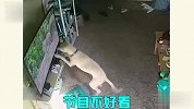 养狗劝退指南，不要被萌宠可爱蒙蔽了双眼