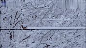 一只倔强执着的小凶许，为了穿越被雪覆盖的电线，就这么一直推雪向前