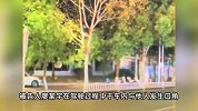 司机撞死1家3口后警车上冷漠抽烟，受害人律师：司机辩称没看清
