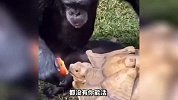 这猫咪好像瞧不起我 瞅这是个啥表情