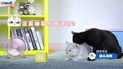 没想到，猫咪也是音乐控！【举起爪儿来】