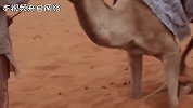 亮瞎眼！胖子也能如此灵活