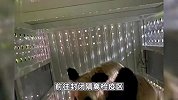 欢迎回家！“丫丫”一到机场就收到了竹子，将在上海一个月适应回国生活
