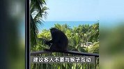游客称住酒店遭猴子闯入“蹭吃蹭喝”，喝椰汁吃饼干大快朵颐，酒店回应