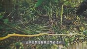 男子为赚钱网购22万株野生春兰，囤养销售却大多枯死，获刑1年3个月