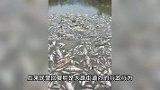 街道办强拆120亩鱼塘被判赔380万，官方通报