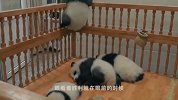 熊猫宝宝爬床越狱，不料被奶妈撞个正着，下一秒忍住别笑