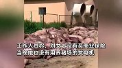 夜里突发断电5个多小时，一猪场死462头猪损失近百万，供电所：意外断电