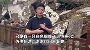 四川汶川地震16周年！记者直播时白色蝴蝶6次飞进镜头：万物有灵！