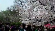 谁说赏樱要去日本 上海的樱花美景