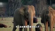 马来西亚男子驾车误撞小象，汽车遭5头大象踩踏围攻