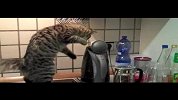 口渴的小猫偷水喝悲催结果