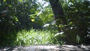 身家千万老板隐居寺庙卖素面，十几种蔬菜熬鲜汤，开业没几天就火了