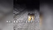 男子开车遇老虎拦路，按喇叭吓得老虎一激灵，当场躺平赖着不走了