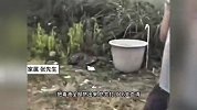 毒蛇咬伤采药老人胶鞋当场咬穿！医生割烂肉挤毒，连打12支血清