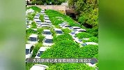 杭州又现“汽车坟场”，大量废弃新能源车被杂草淹没？辖区街办回应