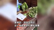 游客投喂动物遇树枝“刺客”，一条树枝要价30元，景区：园区定的价