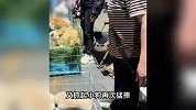 男子买两个月大的小狗退货遭拒，一气之下竟当场摔死？官方介入