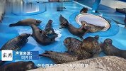 海豹溜进厨房偷鱼吃，饲养员：就它经常干这事