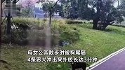 母女在公园被4条恶犬扑咬3分钟，家属：狗主人在公园非法养狗，已被转移不知所踪