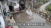 “原来年兽是自己”，监控记录下过年的聚散：像做了一场热闹的梦
