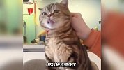 这猫咪也喜欢吃手指 这表情也太逗了吧哈哈
