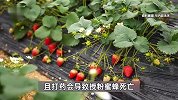 最近不能吃草莓，因为有“草莓瘟”？这样的“善意提醒”很有问题