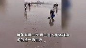 青岛海滩蛤蜊、海星爆满！当地居民成桶往家掂：多的能捡一两百斤
