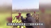 骗取补助款？网传江苏一村有人往地里种成熟大白菜，早上种晚上收，当地回应